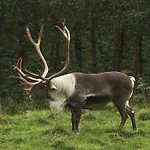 Sjavik Vacation
